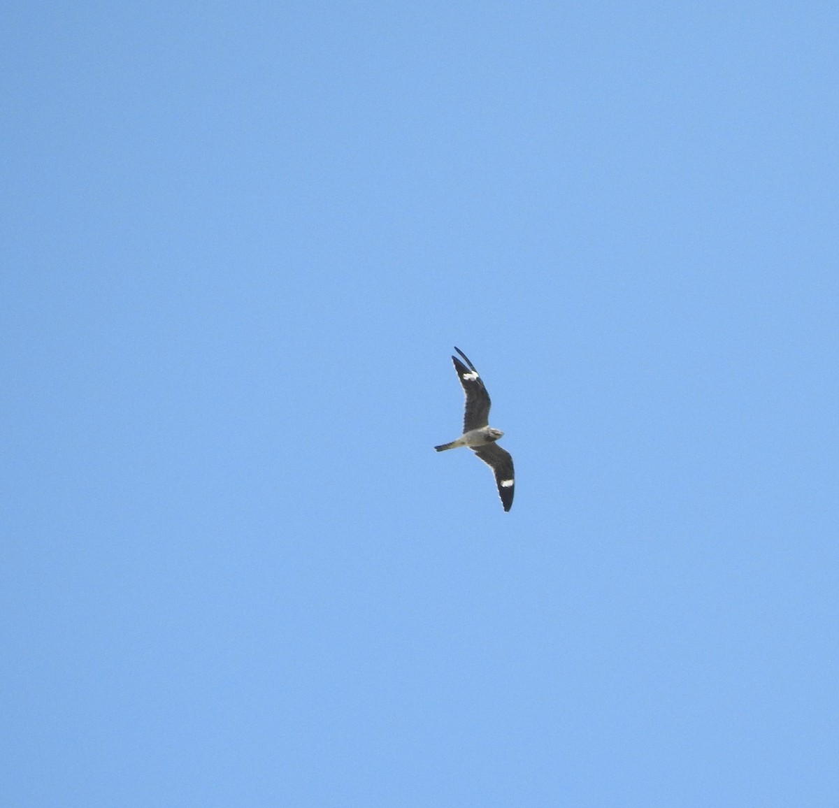 Common Nighthawk - ML642120949