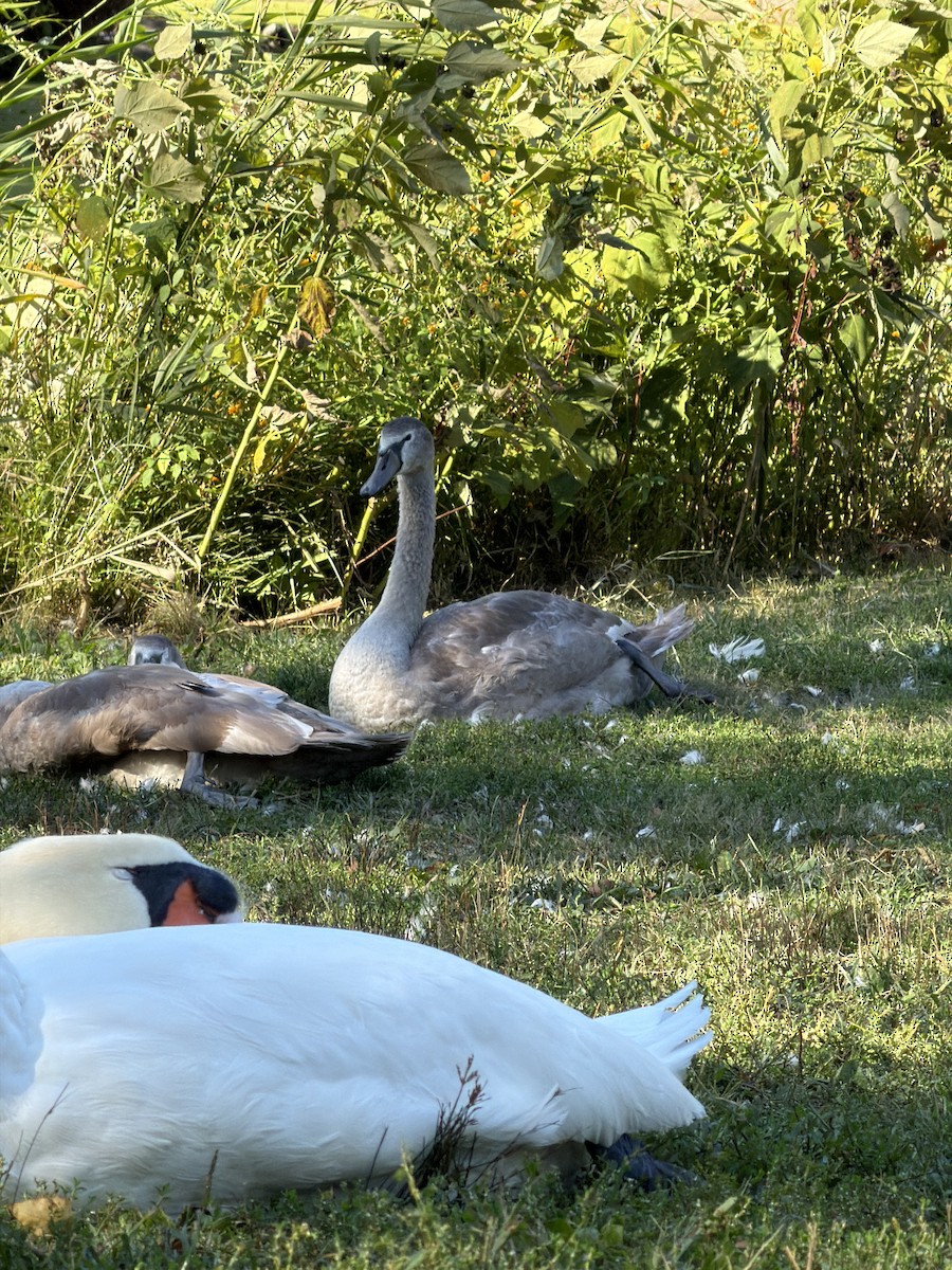 Cygne tuberculé - ML642120950