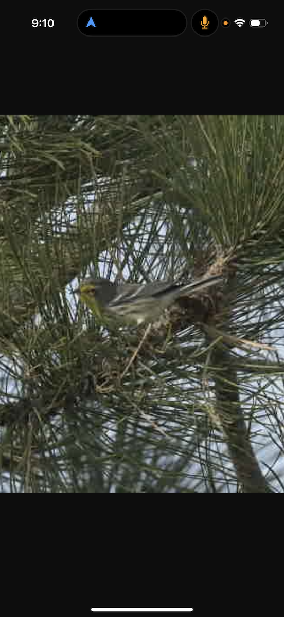 Grace's Warbler - ML642120959