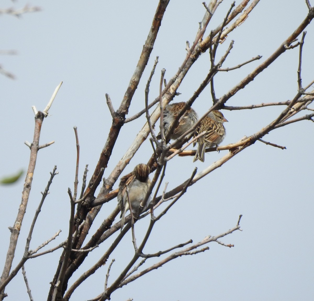 Chipping Sparrow - ML642120964