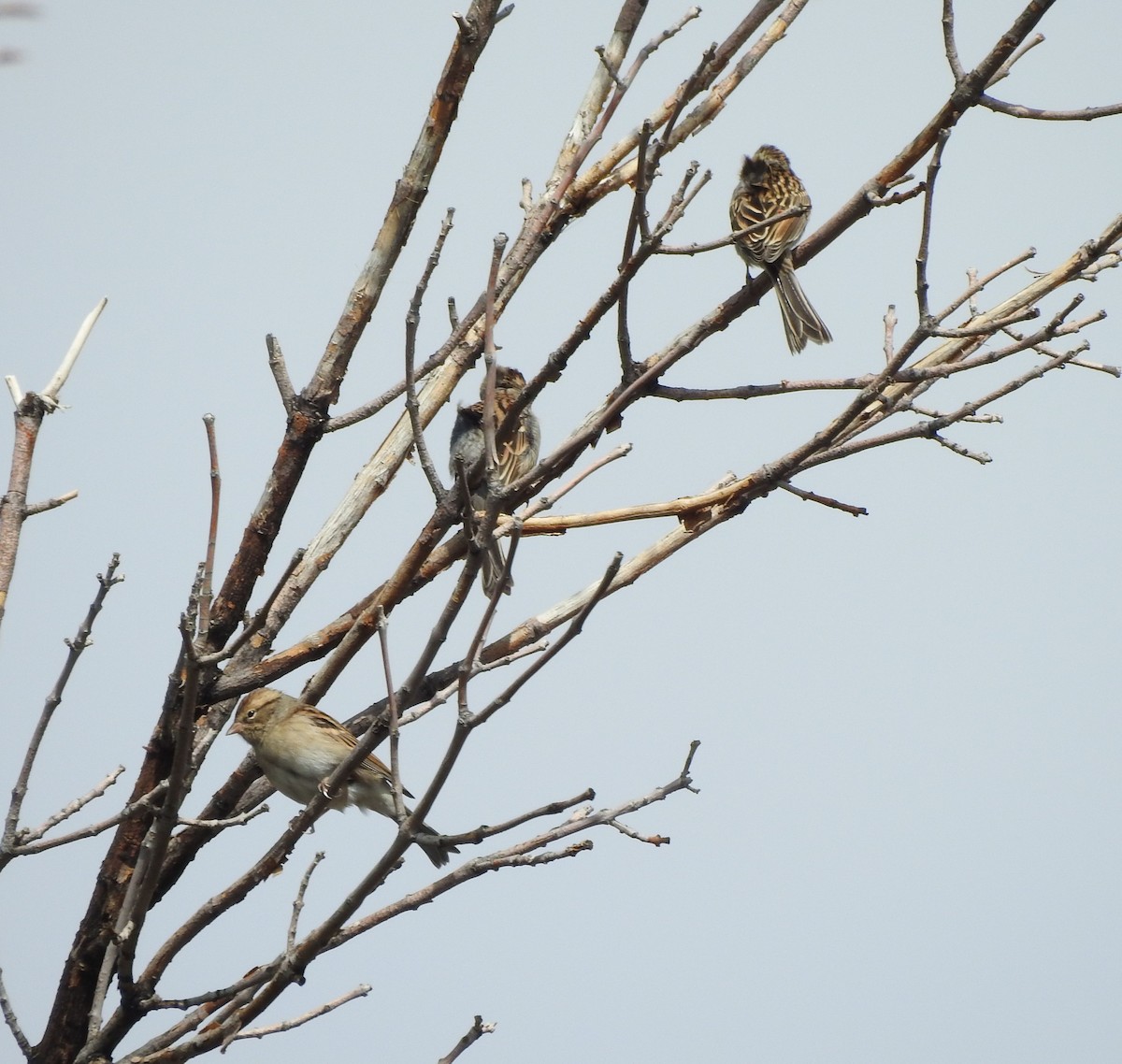 Chipping Sparrow - ML642120965
