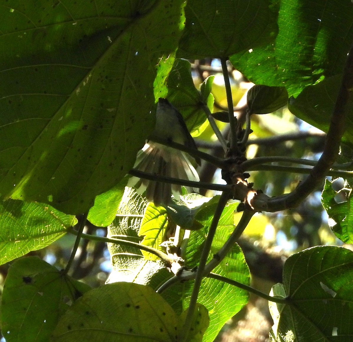 White-tailed Blue Flycatcher - ML642120983