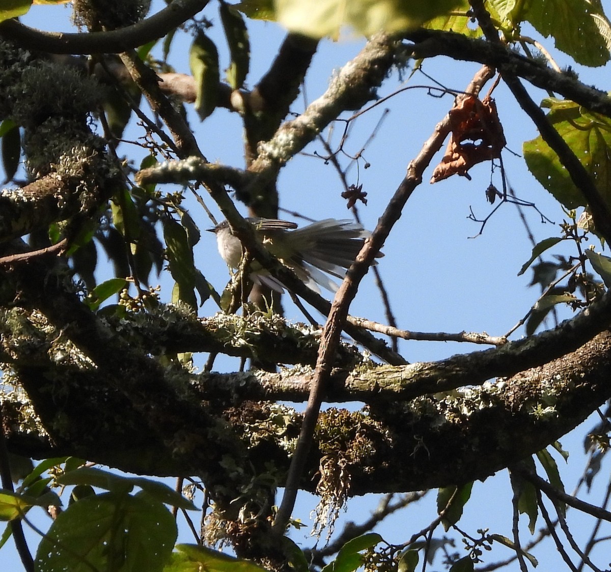 White-tailed Blue Flycatcher - ML642120984