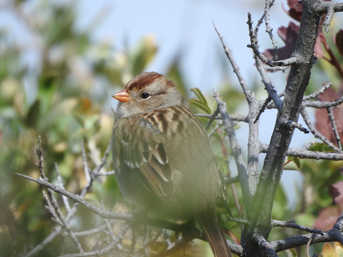White-crowned Sparrow (Gambel's) - ML642120986