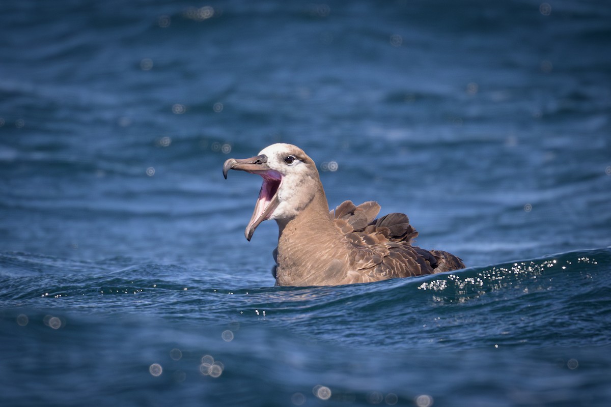 Black-footed Albatross - ML642120988