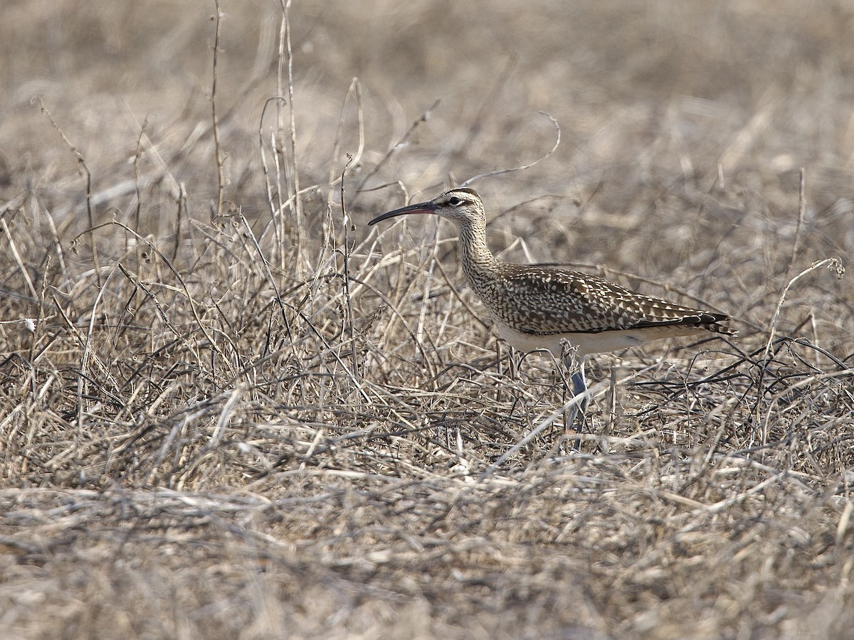 Chiurlo piccolo americano - ML642120994