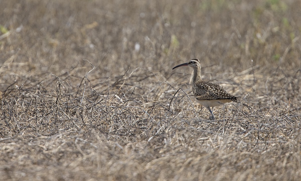 Chiurlo piccolo americano - ML642121004