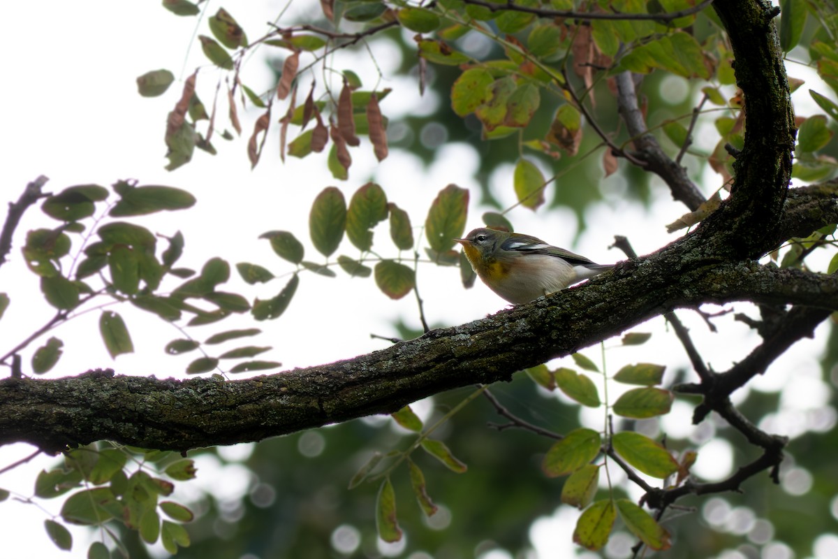 Northern Parula - ML642121009