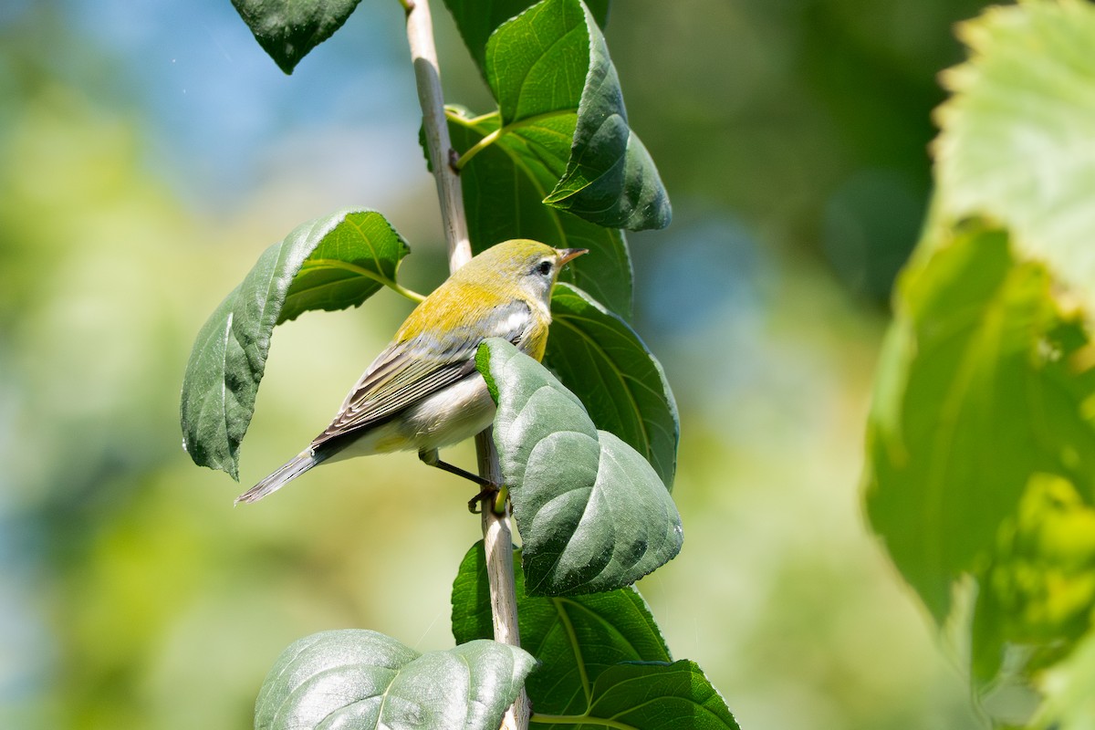 Northern Parula - ML642121011