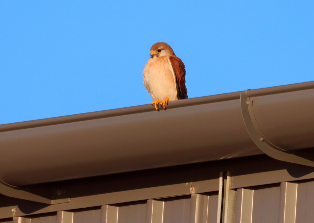 Nankeen Kestrel - ML642121016