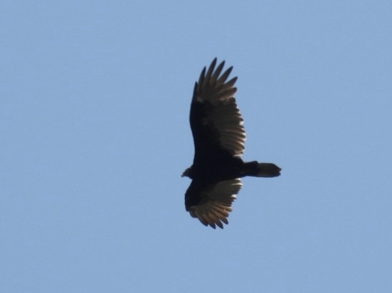 Turkey Vulture - ML642121017