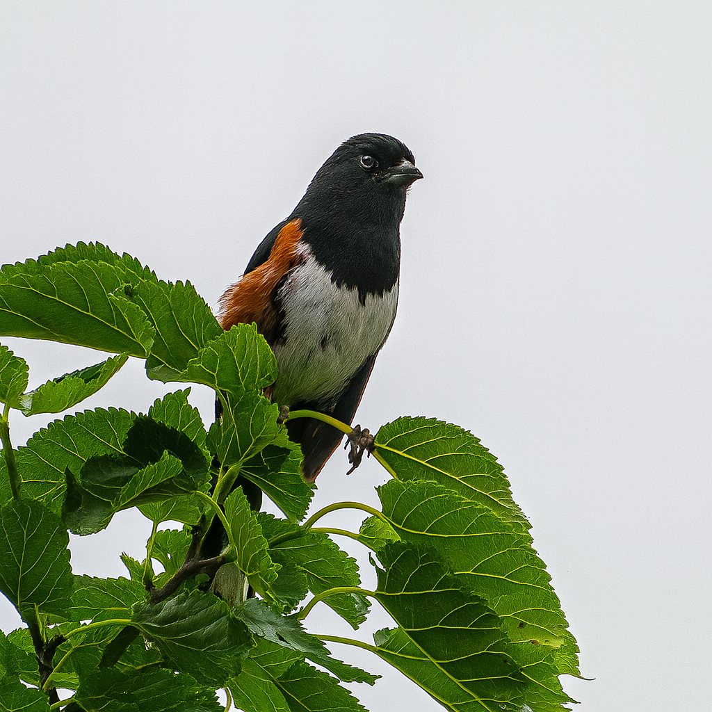 Eastern Towhee - ML642121018