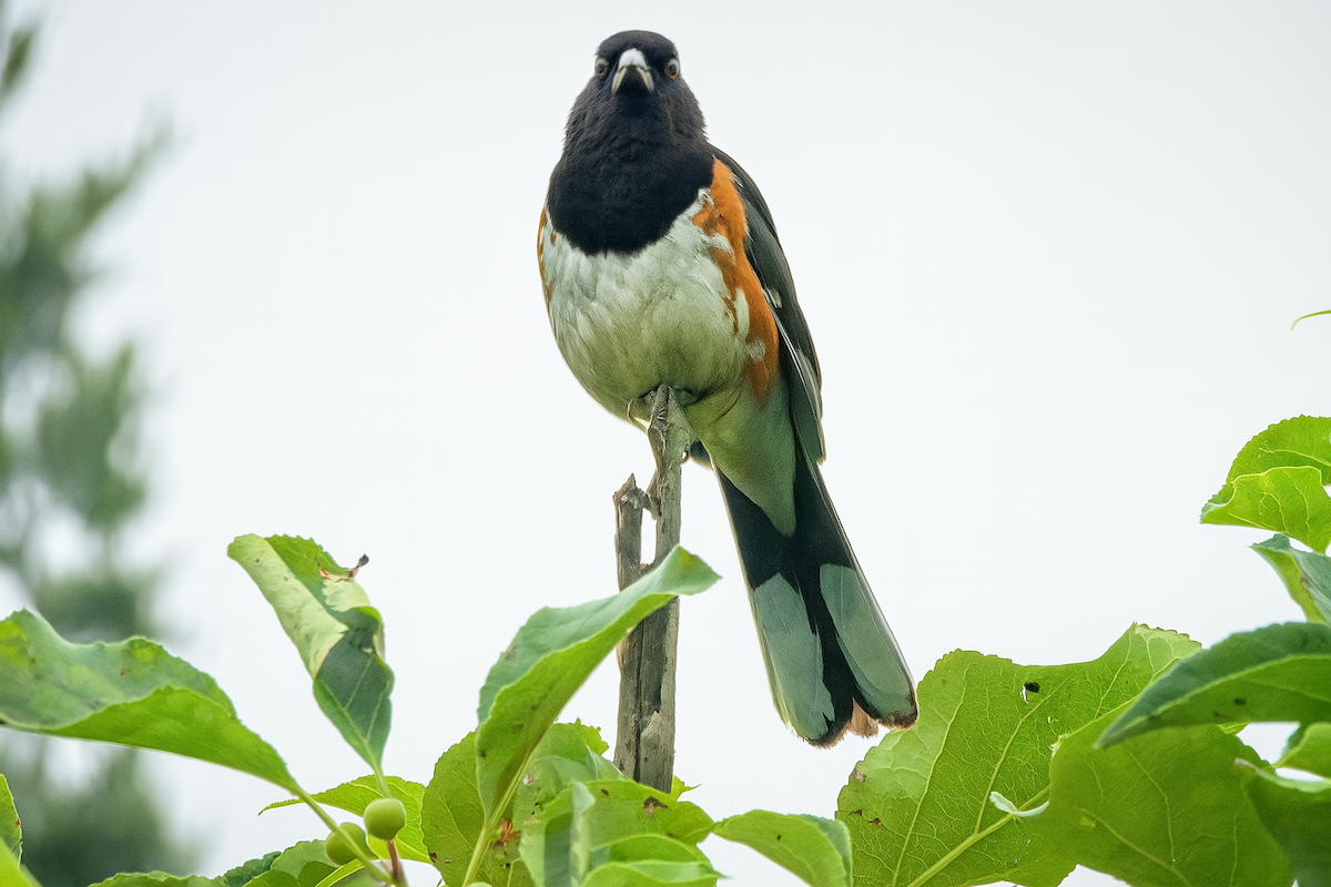 Eastern Towhee - ML642121019