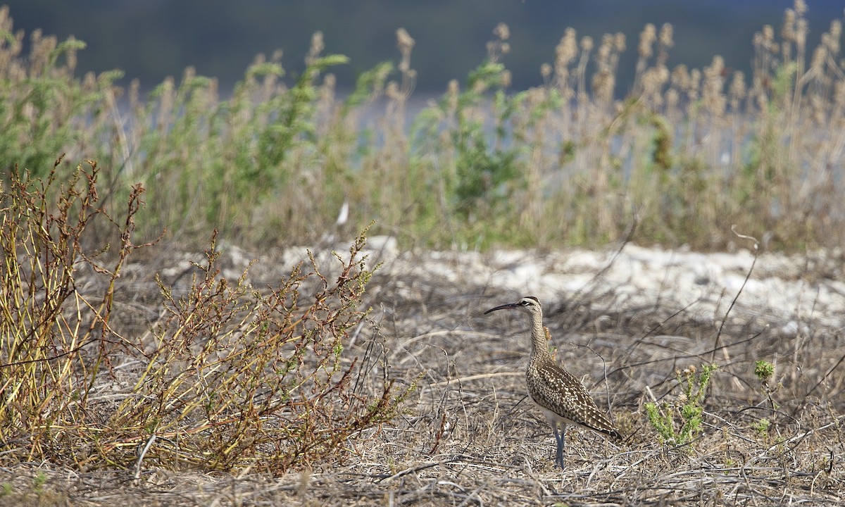 Chiurlo piccolo americano - ML642121022