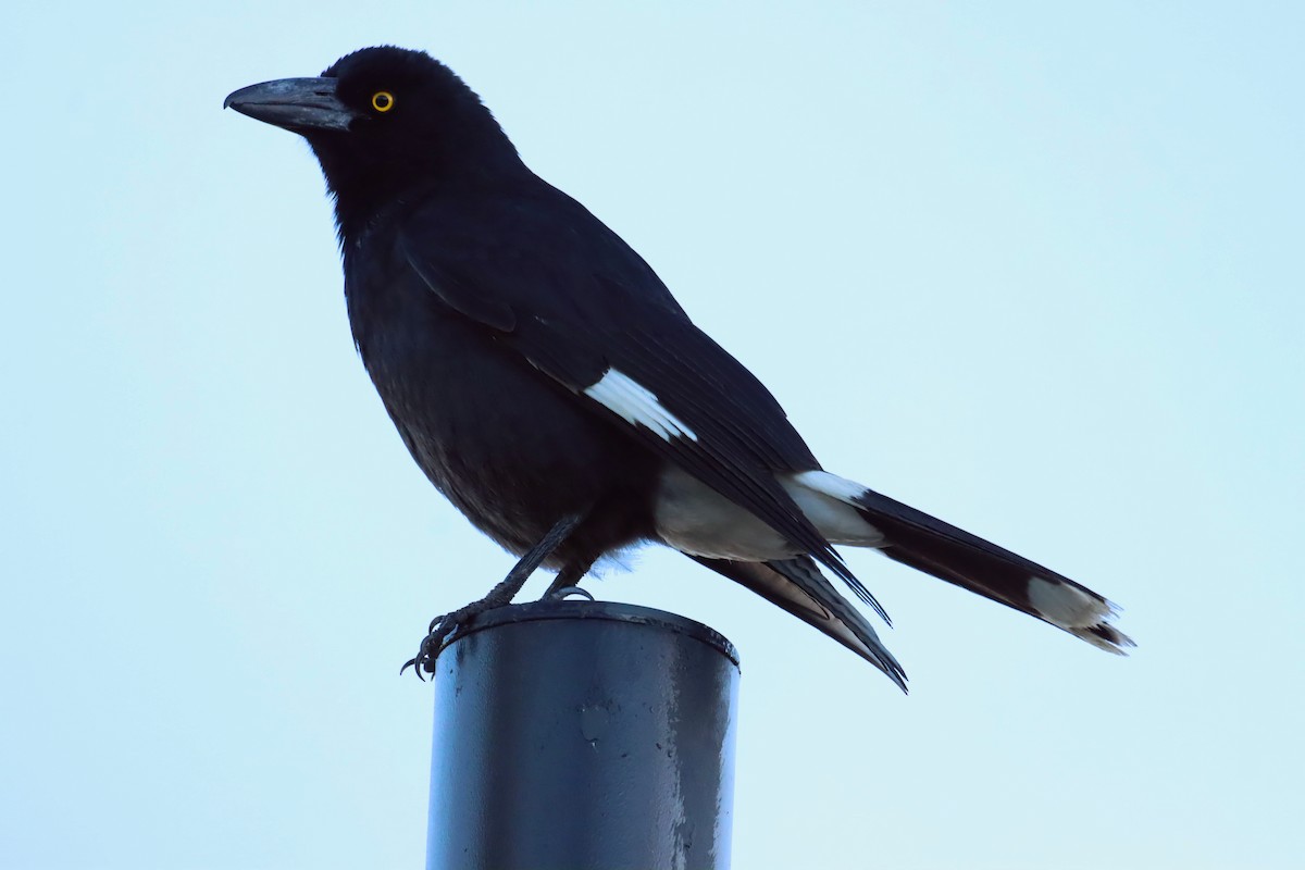 Pied Currawong - ML642121029
