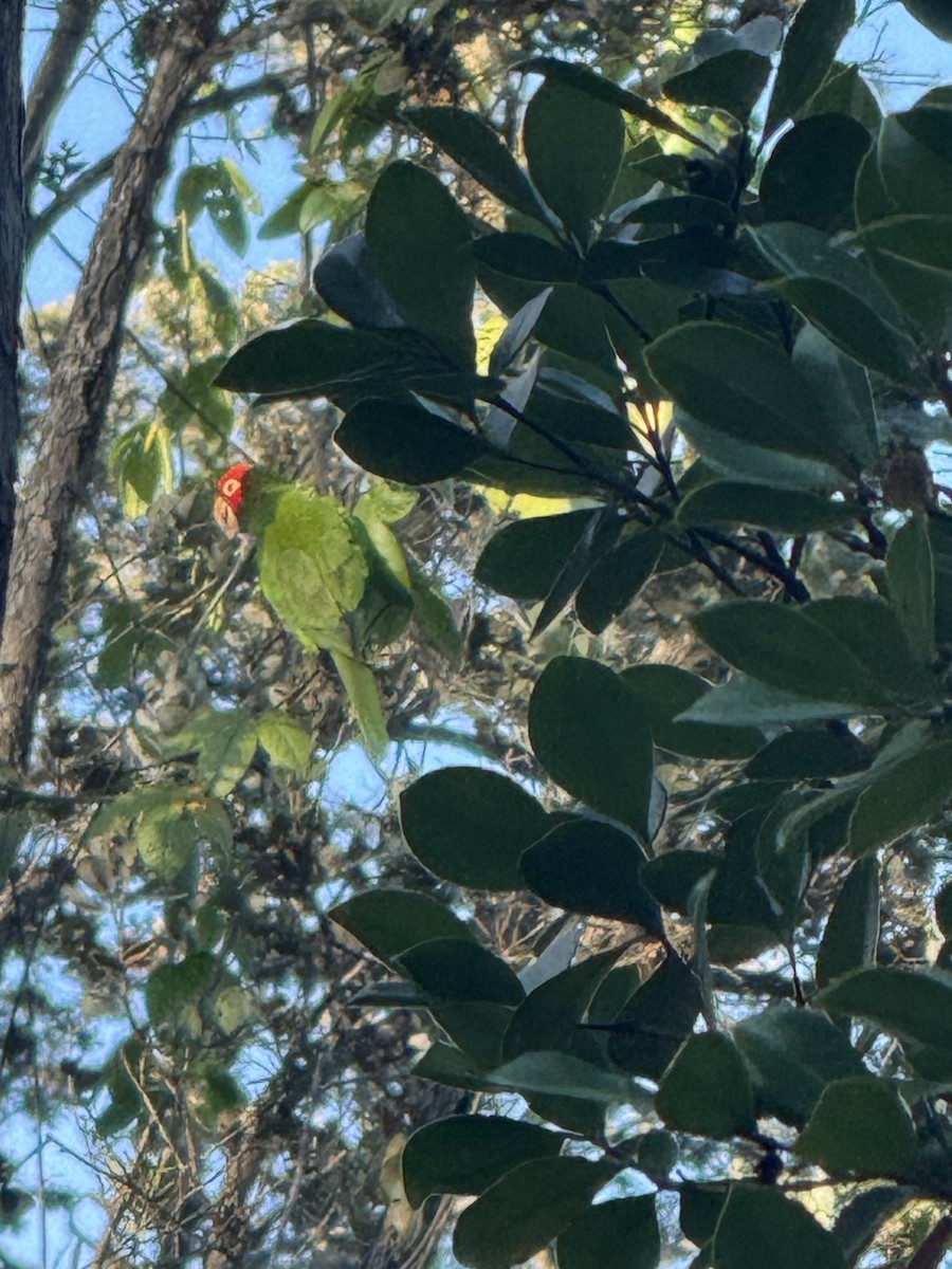 Red-masked Parakeet - ML642121033