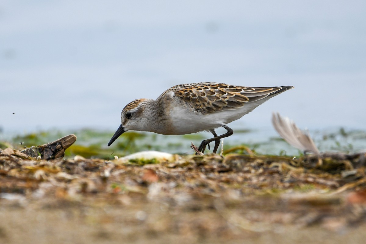 Sandstrandläufer - ML642121035