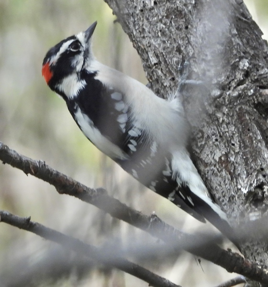 Downy Woodpecker - ML642121037