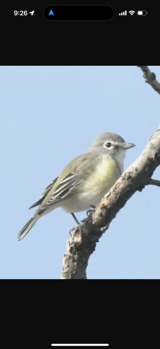 Cassin's Vireo - ML642121045