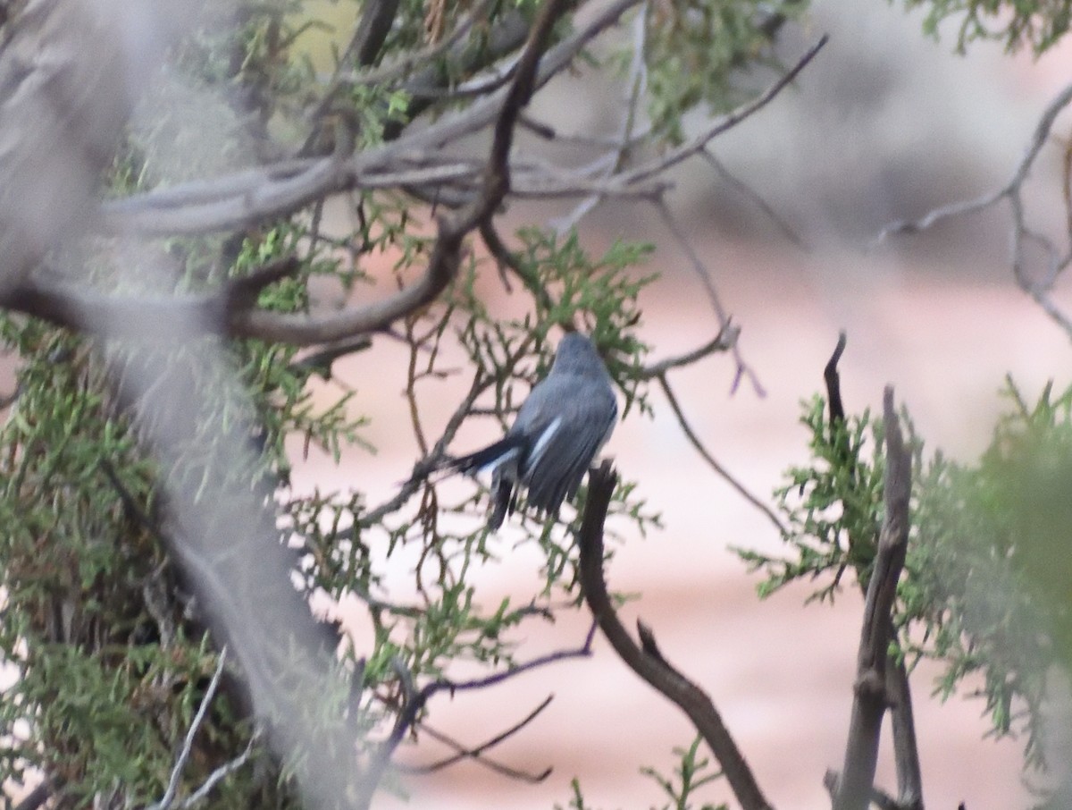 Blue-gray Gnatcatcher - ML642121046