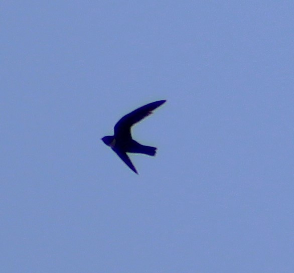 White-collared Swift - ML642121051