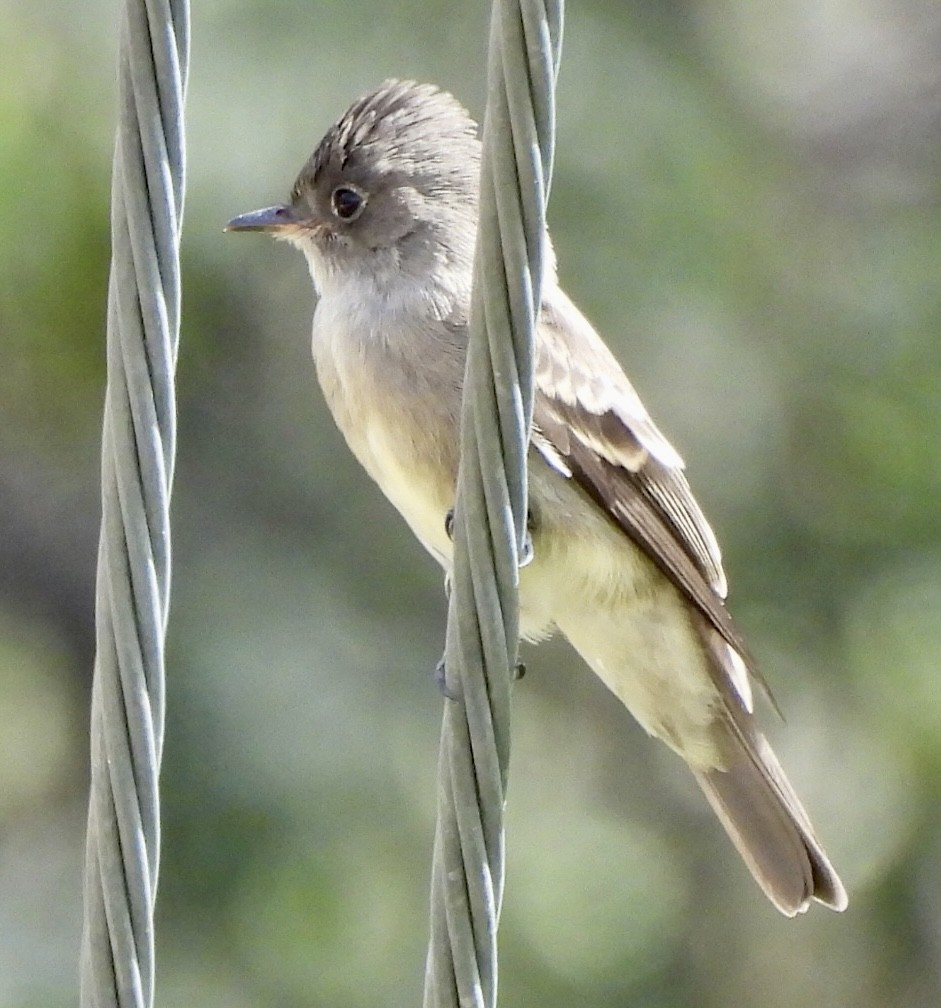 Western Wood-Pewee - ML642121052