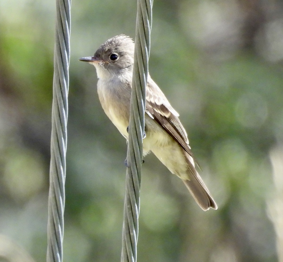 Western Wood-Pewee - ML642121053