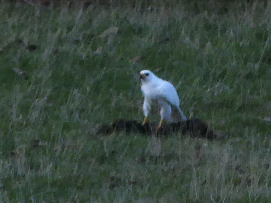 Gray Goshawk - ML642121054