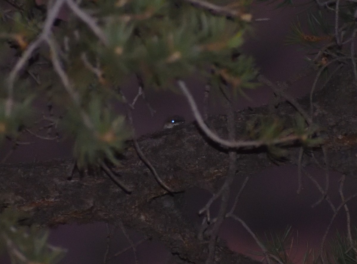 Canyon Wren - ML642121067
