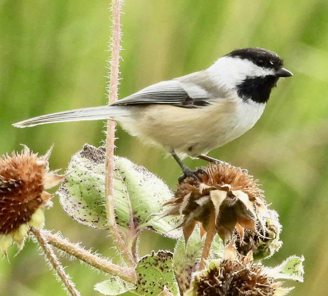 Black-capped Chickadee - ML642121068
