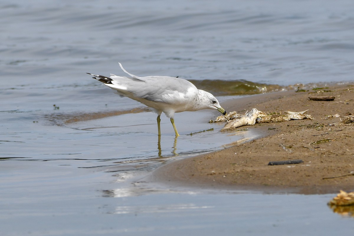 Ring-billed Gull - ML642121072