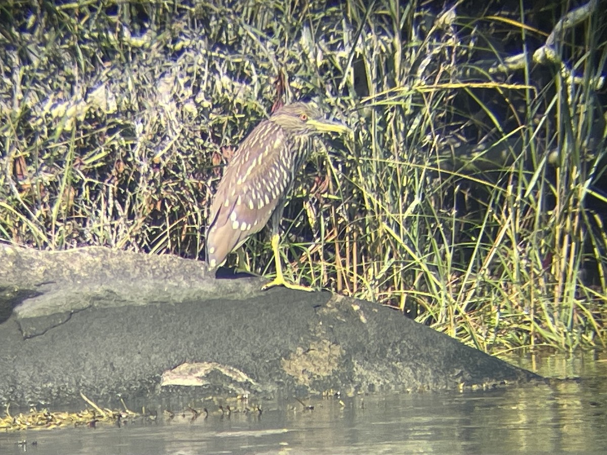 Black-crowned Night Heron - ML642121074