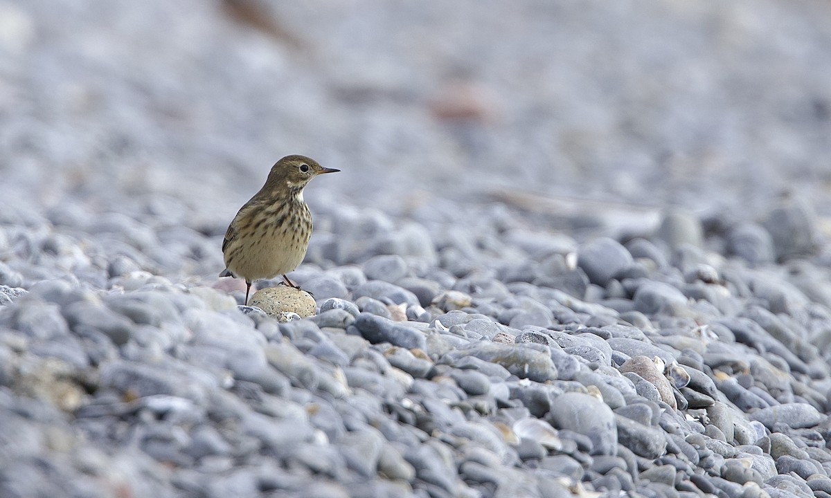 American Pipit - ML642121077
