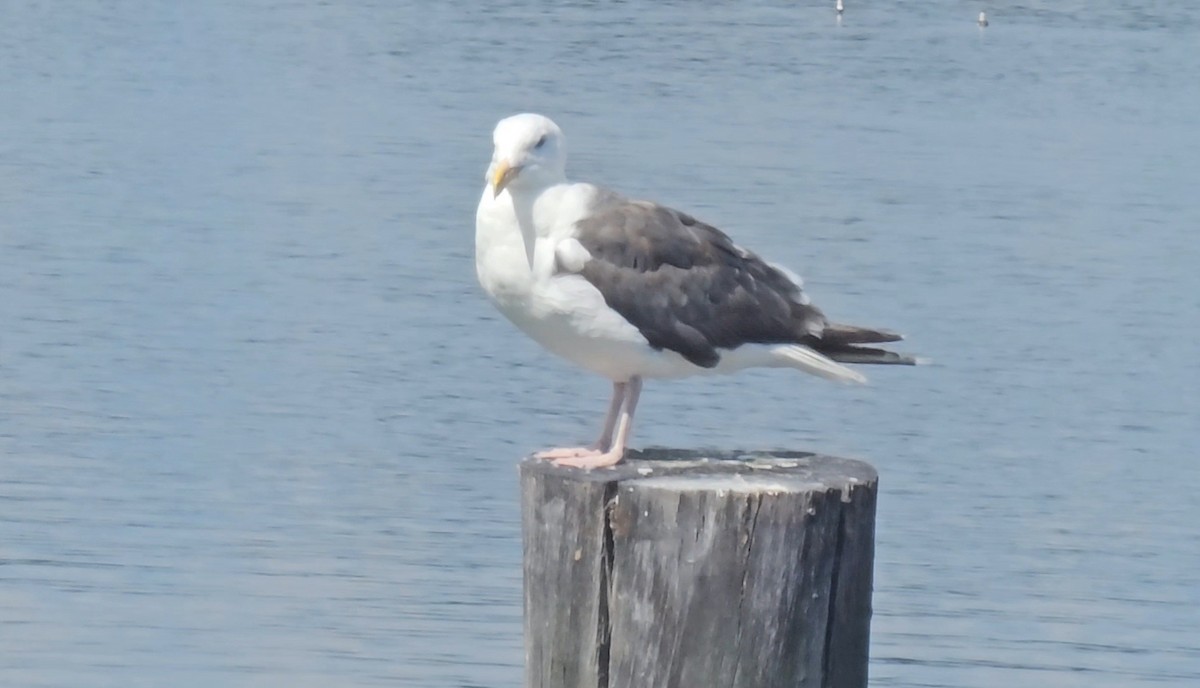 Great Black-backed Gull - ML642121078
