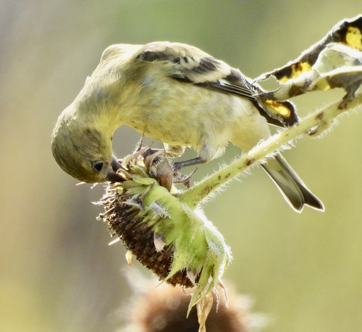 Lesser Goldfinch - ML642121082
