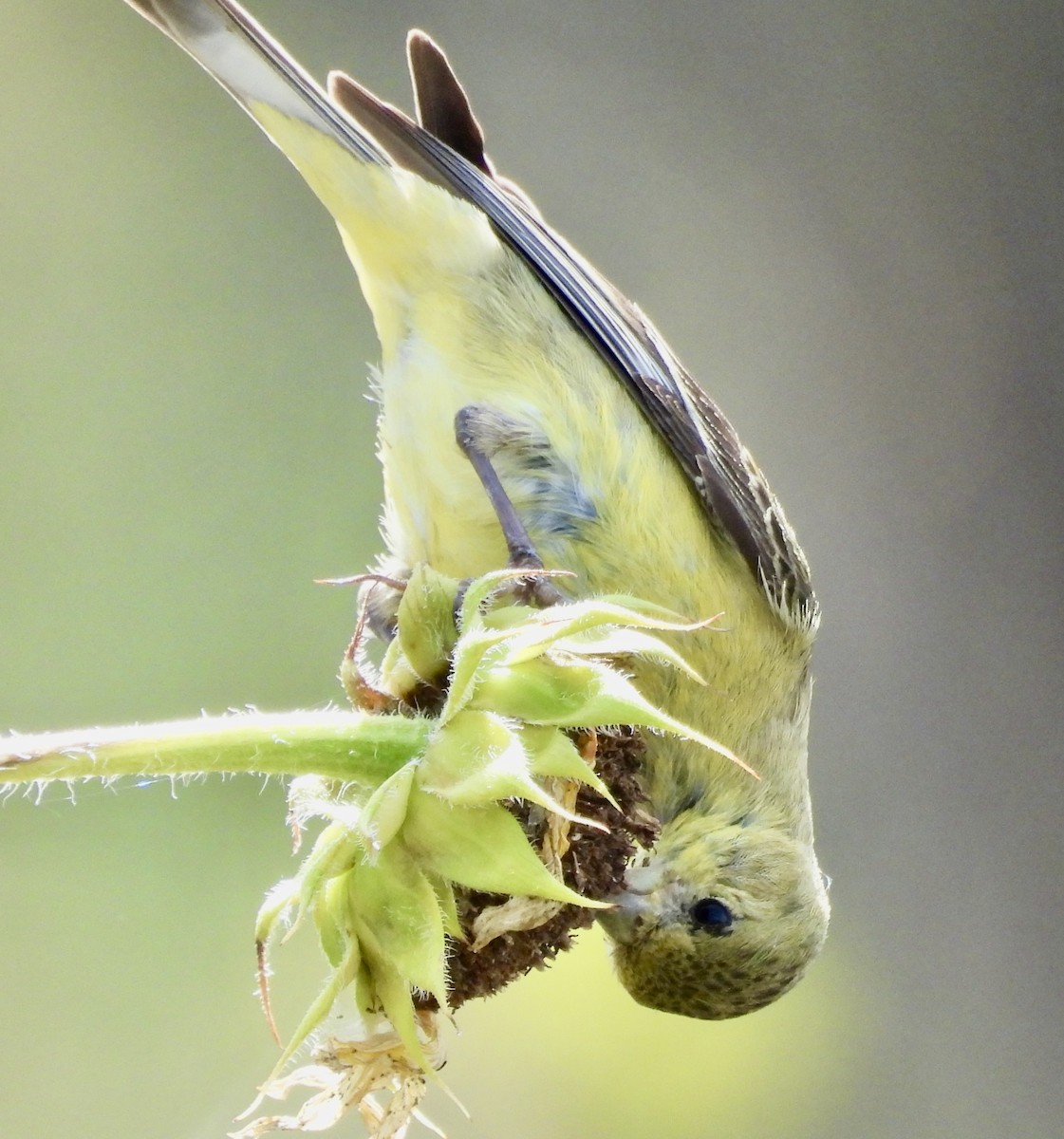 Lesser Goldfinch - ML642121084