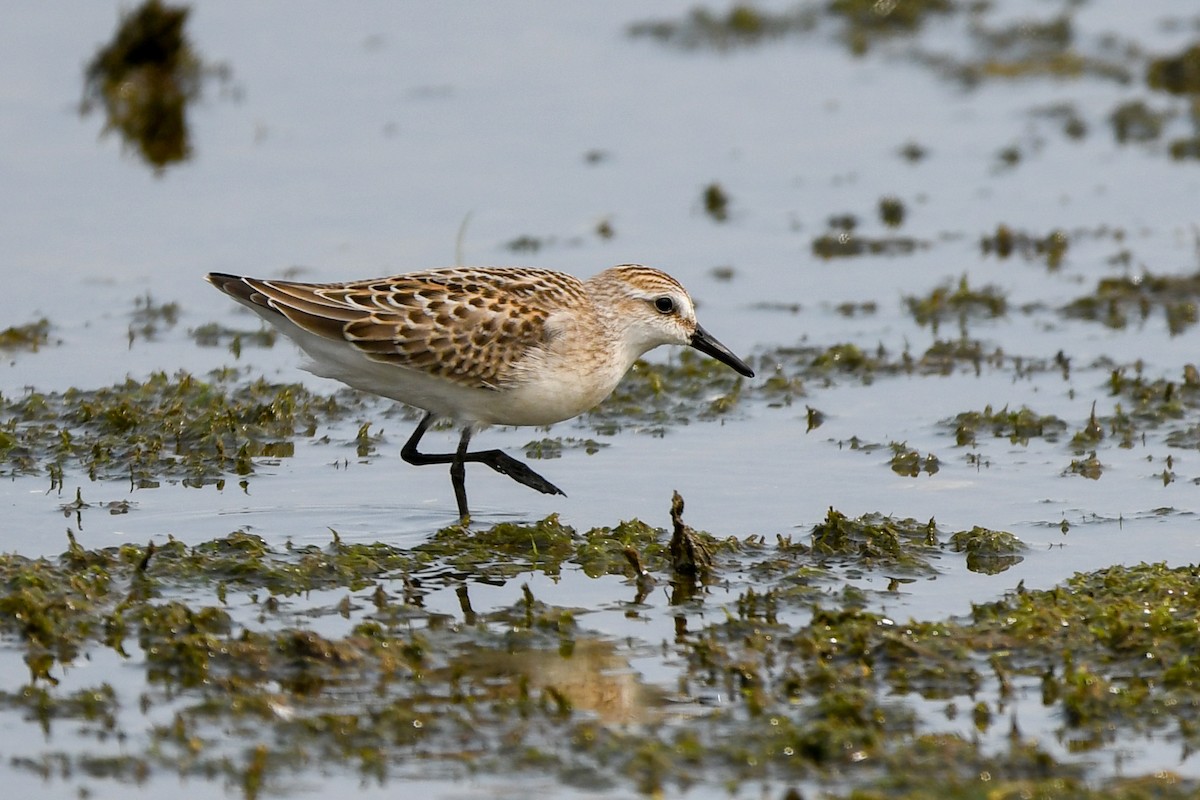 Sandstrandläufer - ML642121088
