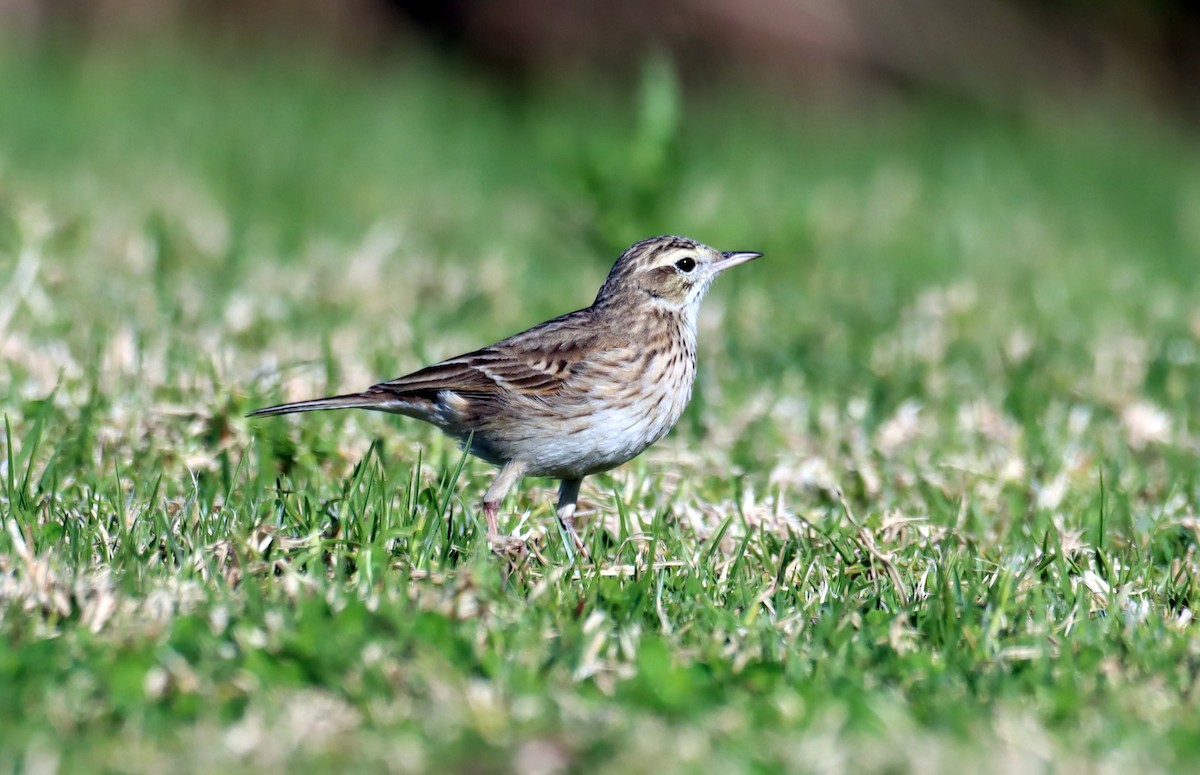 Australian Pipit - ML642121091