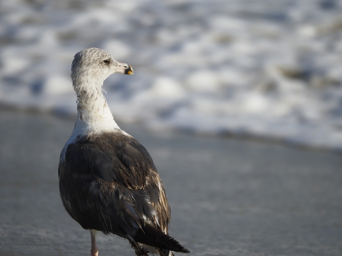 Great Black-backed Gull - ML642121102