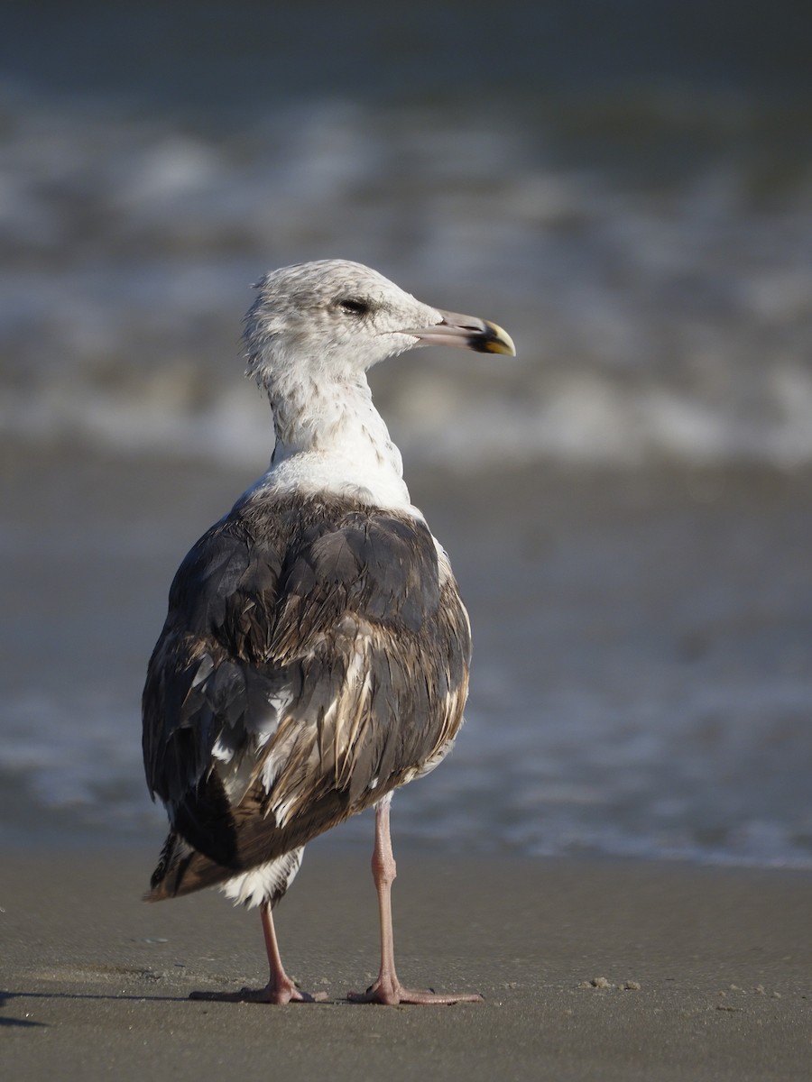 Great Black-backed Gull - ML642121103