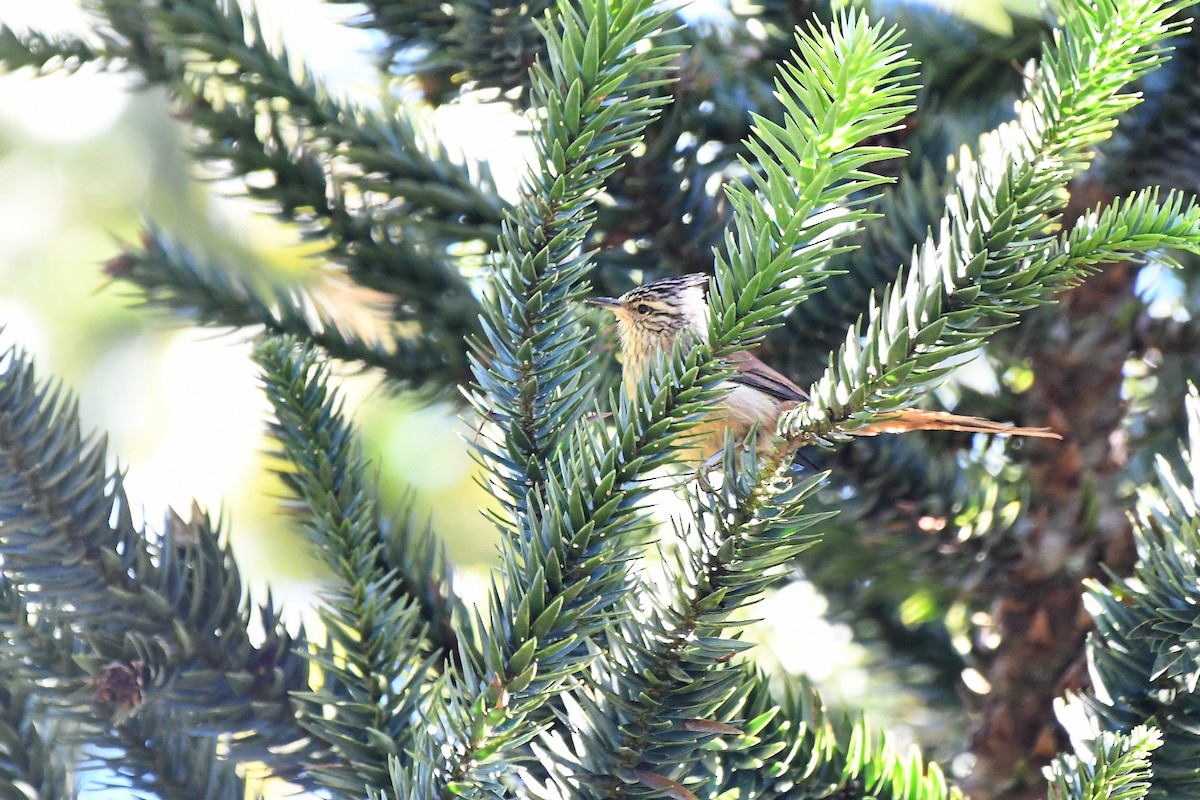 Araucaria Tit-Spinetail - ML642121124