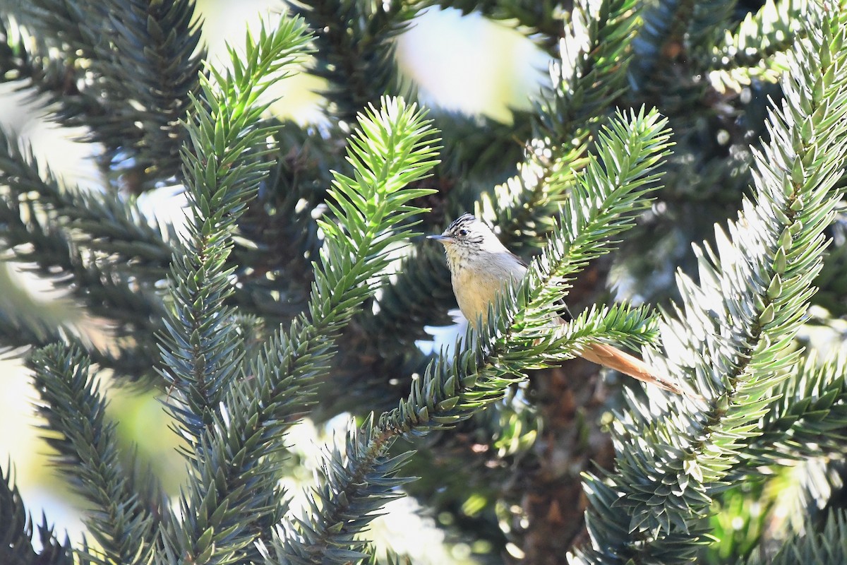 Araucaria Tit-Spinetail - ML642121125