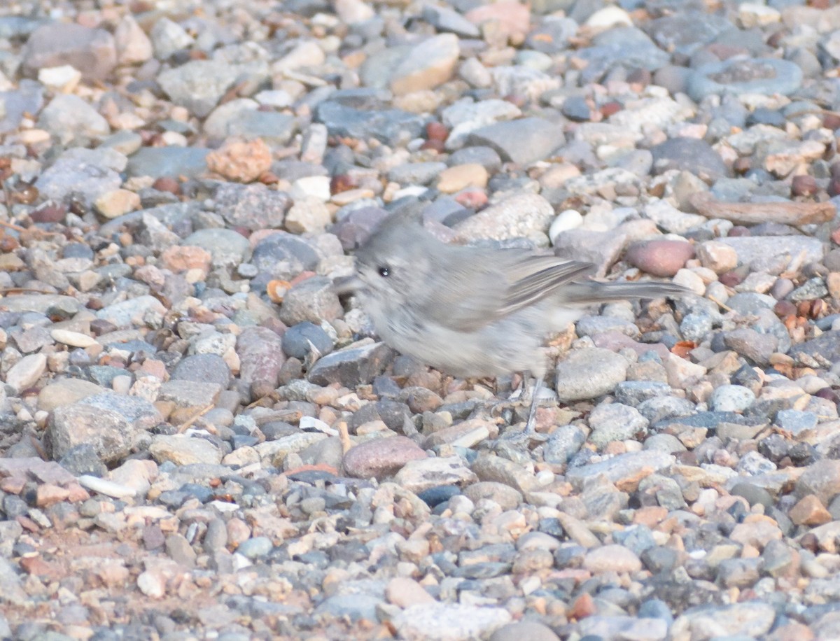 Juniper Titmouse - ML642121127
