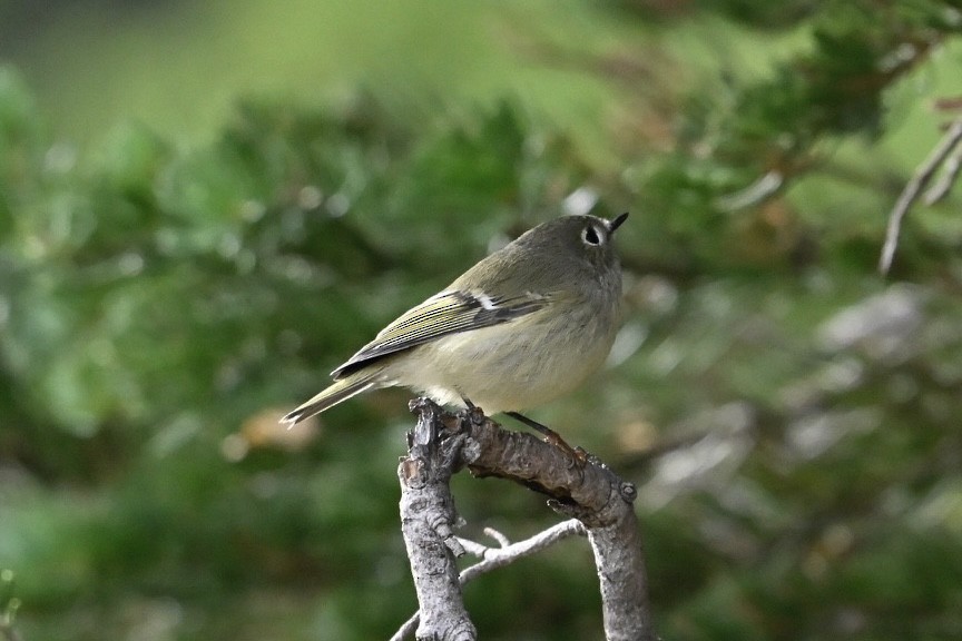 Ruby-crowned Kinglet - ML642121137