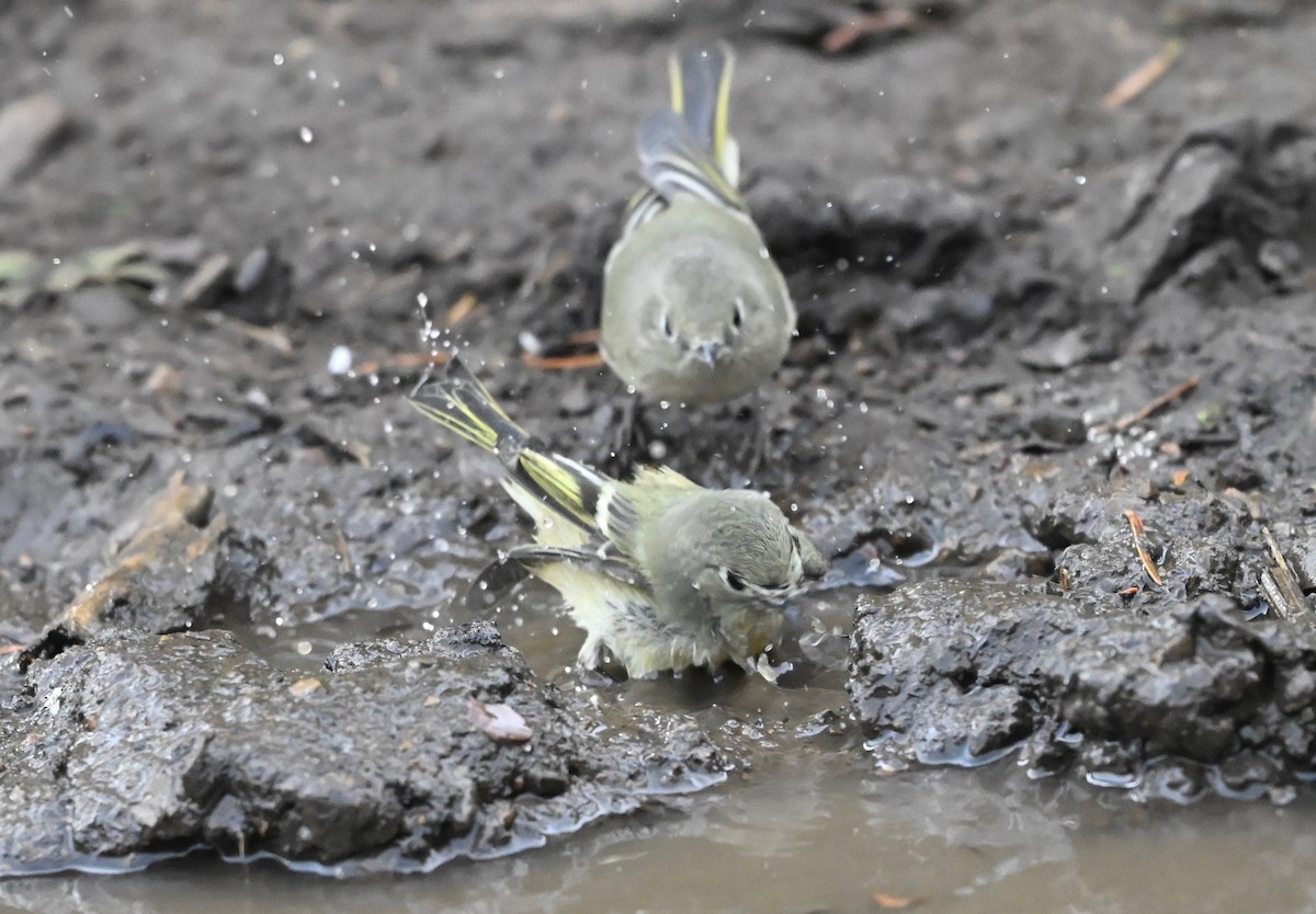 Ruby-crowned Kinglet - ML642121138