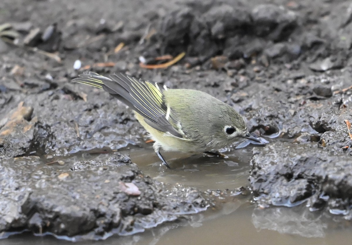 Ruby-crowned Kinglet - ML642121139