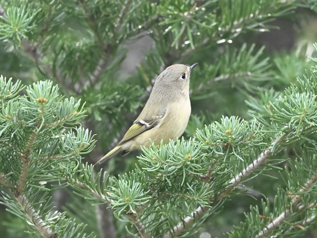 Ruby-crowned Kinglet - ML642121140