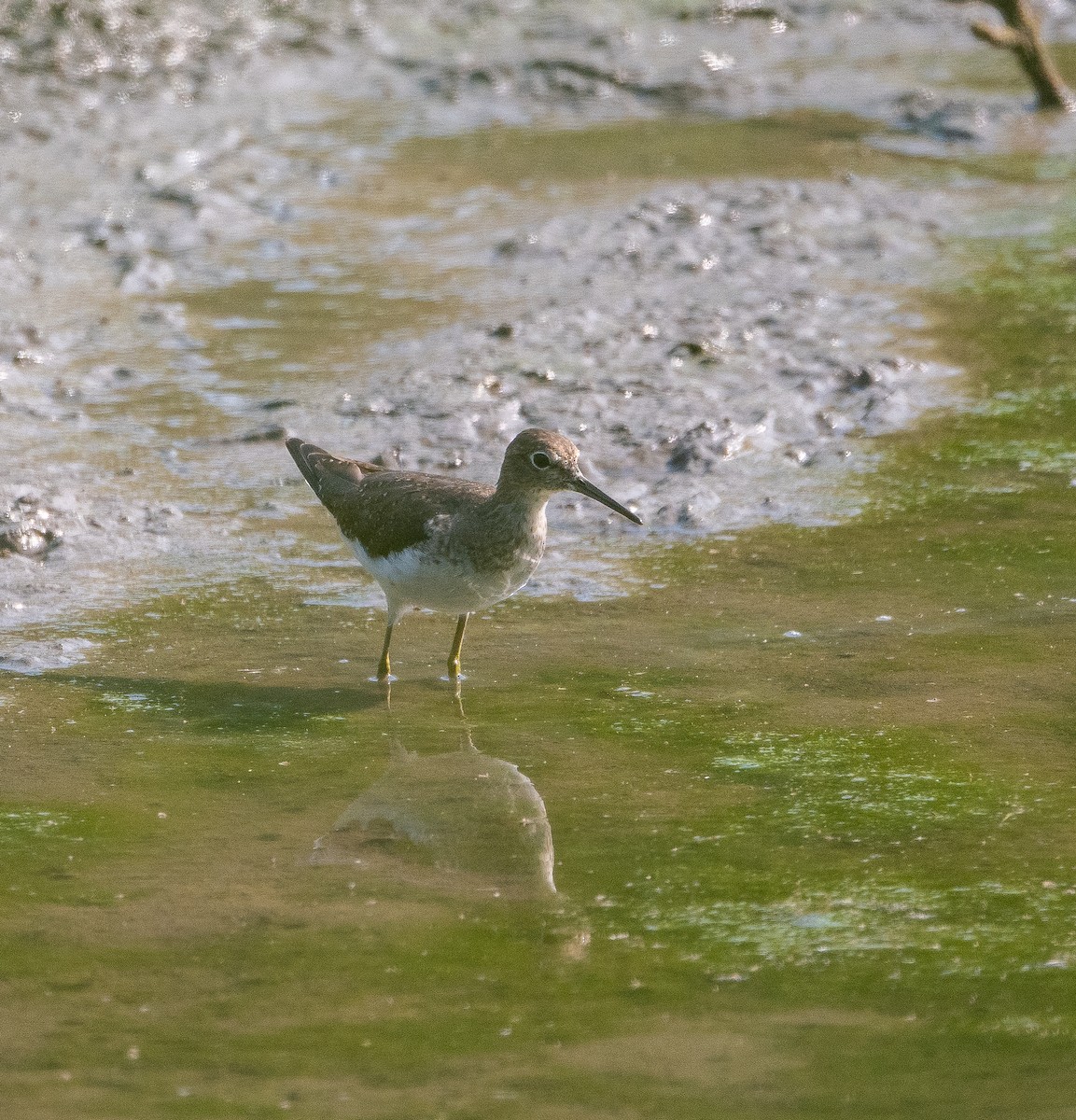 Solitary Sandpiper - ML642121141
