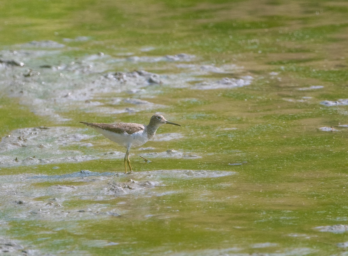 Solitary Sandpiper - ML642121144