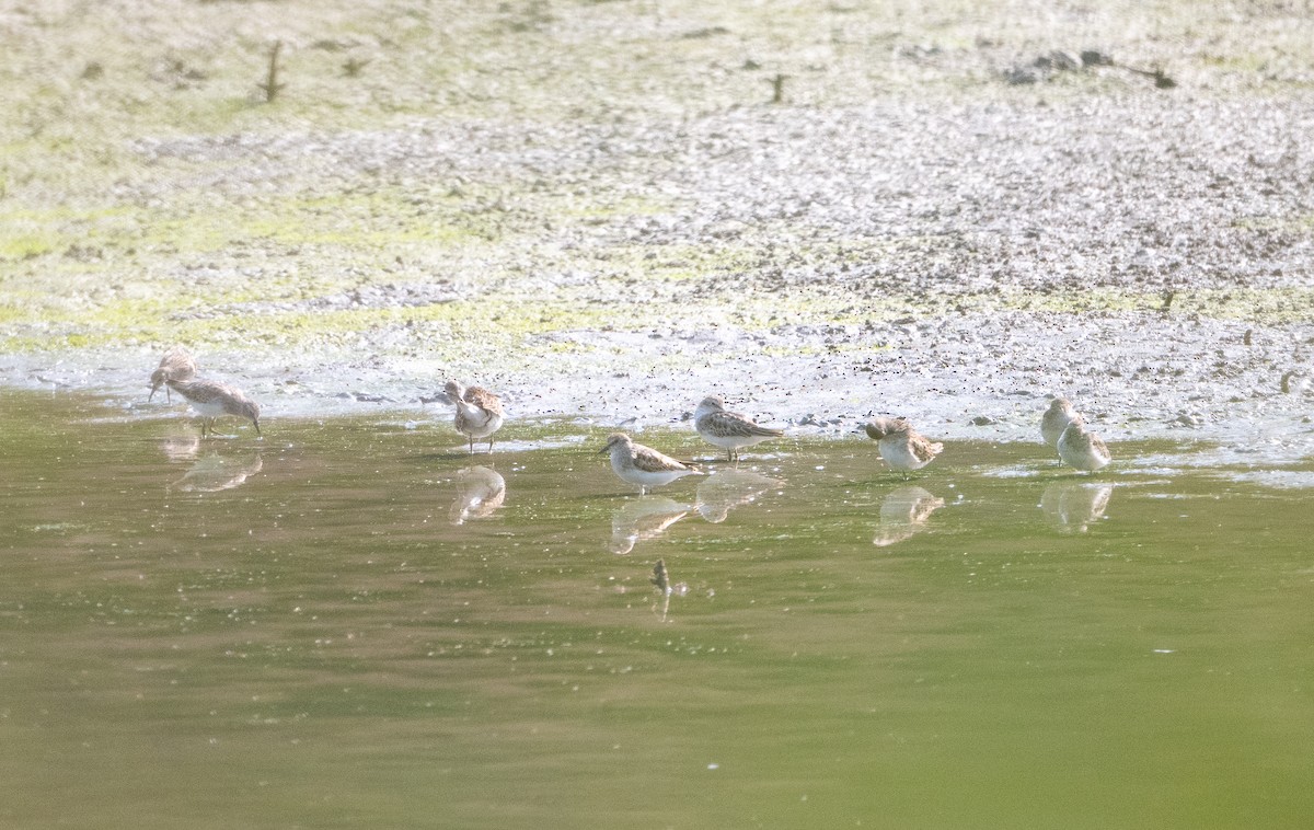 Least Sandpiper - ML642121151